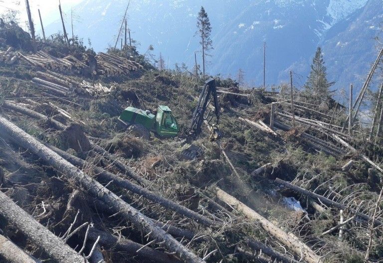 Mit schneller Aufarbeitung dem Borkenk&auml;fer zuvor kommen
