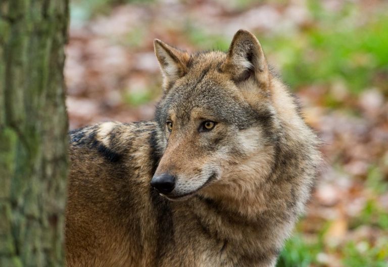 Petition gegen den Wolf in &Ouml;sterreich st&ouml;&szlig;t auf Kritik