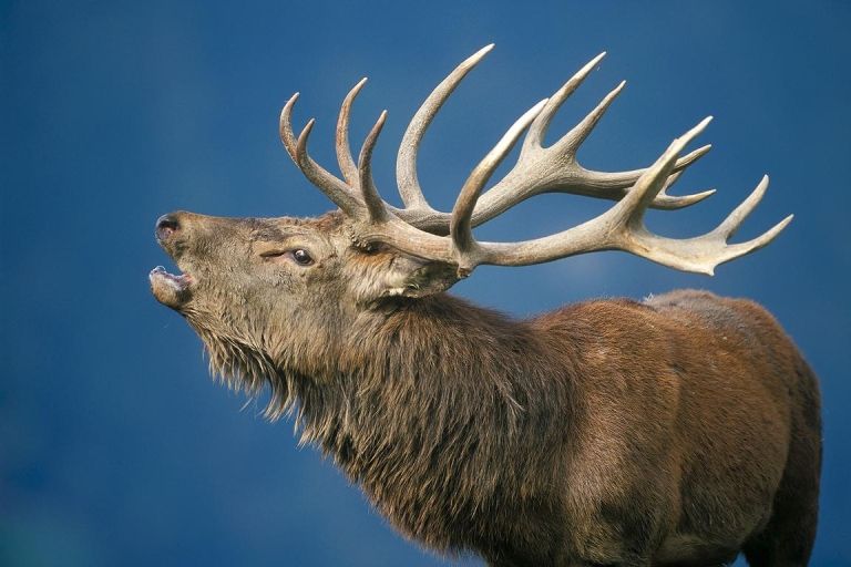 Die Hirsche r&ouml;hren wieder