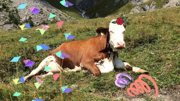 Fasching 2019 - Tierschimpfw&ouml;rter unerw&uuml;nscht!