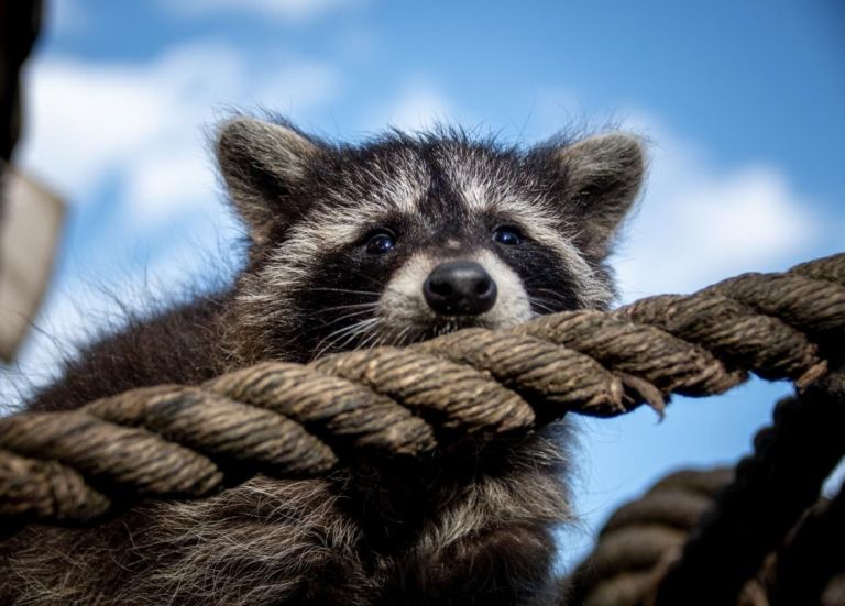 Neues Zuhause f&uuml;r Waschb&auml;r&Co im Wildpark Assling