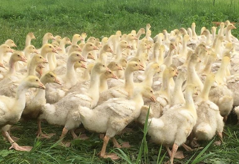 Auf die Dolomitengans gekommen