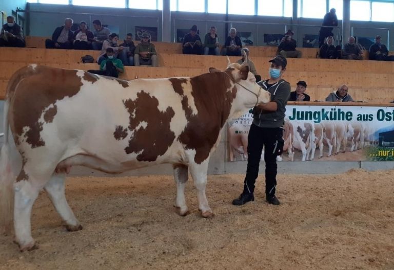 Gute Lage am Zuchtviehmarkt