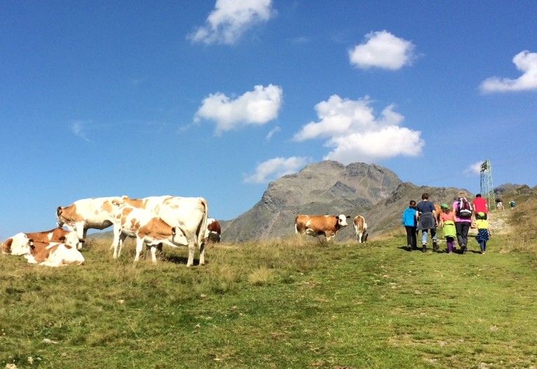 Kuhattacke: Kammer will Urteil durchleuchten
