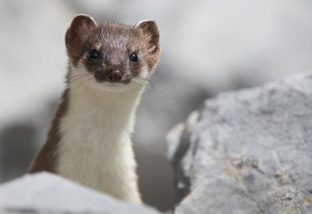 S&auml;ugetiere entdecken