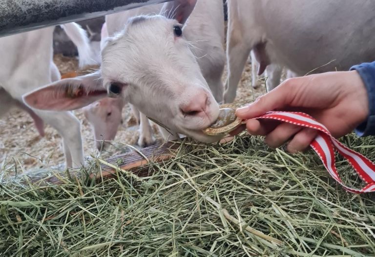 Ziegenmilchk&auml;se aus Kals gl&auml;nzen in Gold