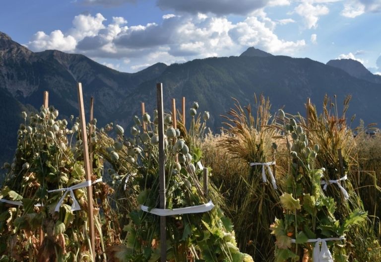 Pustertaler Kulturarten sollen vielf&auml;ltig bleiben