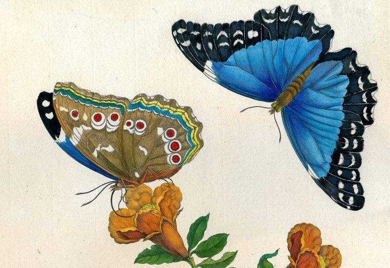 Neues Programm: Schmetterlinge und Blumen 