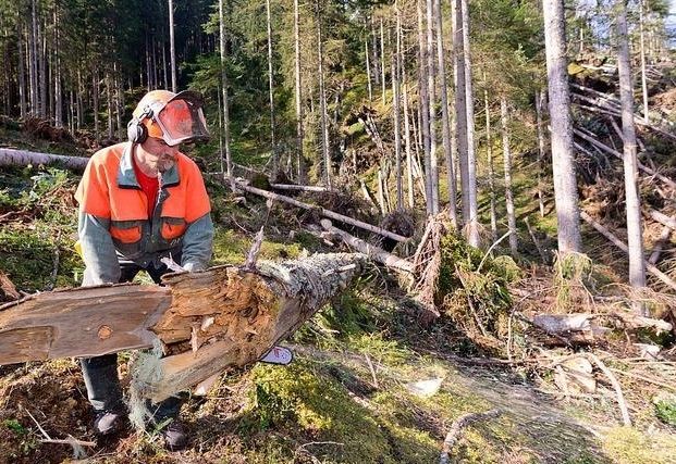 Thema: Borkenk&auml;fer und Klimawandel-Anpassung