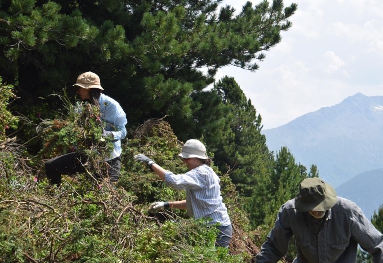 Mehr als Urlaub &ndash; Bergwaldprojekt "Oberhaus- und Jagdhausalm"
