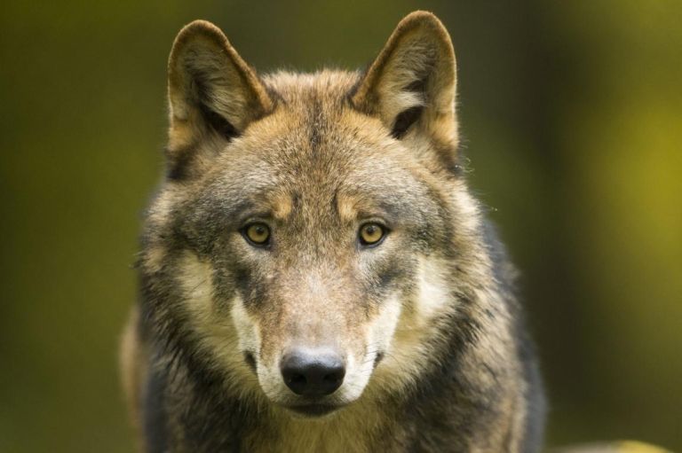 Elf Wolfsindividuen in Osttirol nachgewiesen