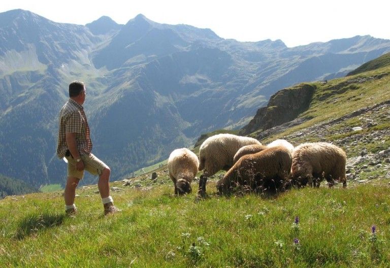 Villgrater Schafbauerntag 