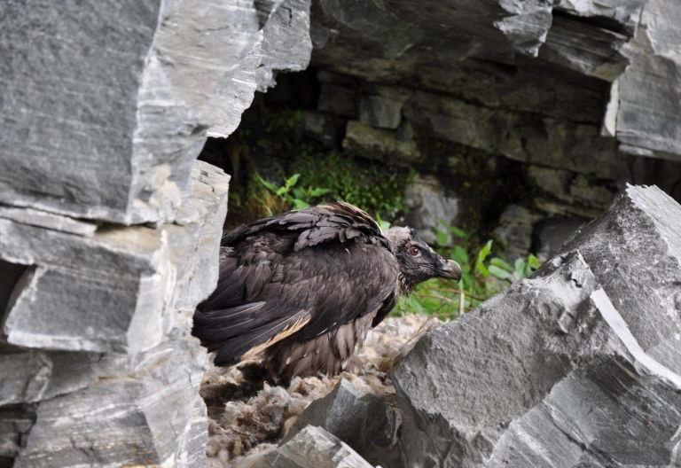 Erfolgreiche Bartgeierbrut im Nationalpark Hohe Tauern