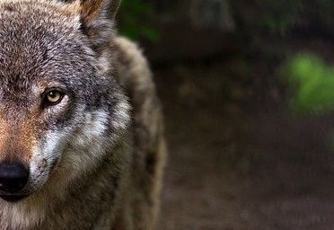 Abschussgenehmigung ausgeweitet