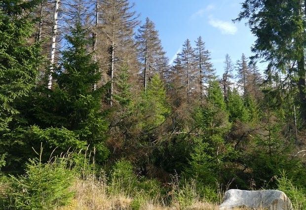 Unterst&uuml;tzung f&uuml;r die Forstwirtschaft