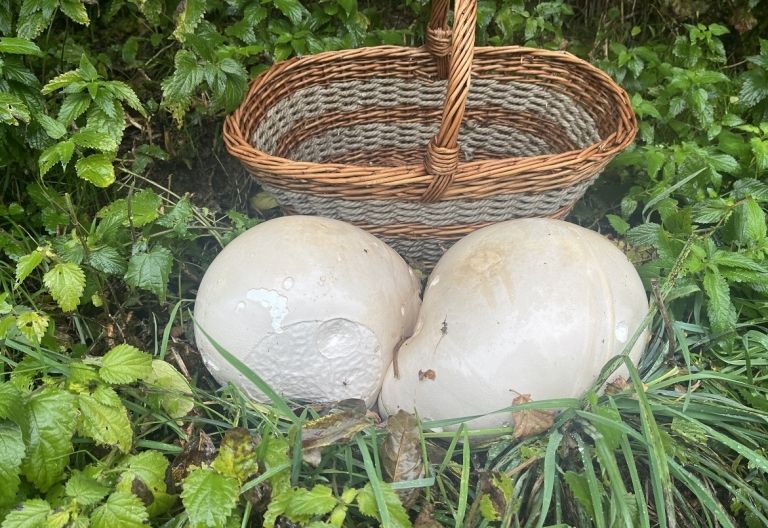 Landwirt fand Riesenbovist