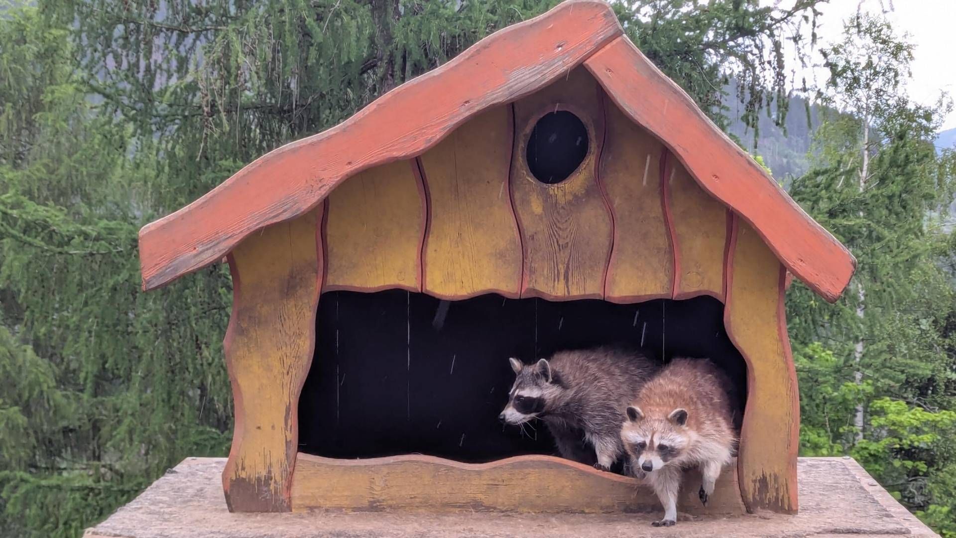 Wildpark Assling Foto: Knorr