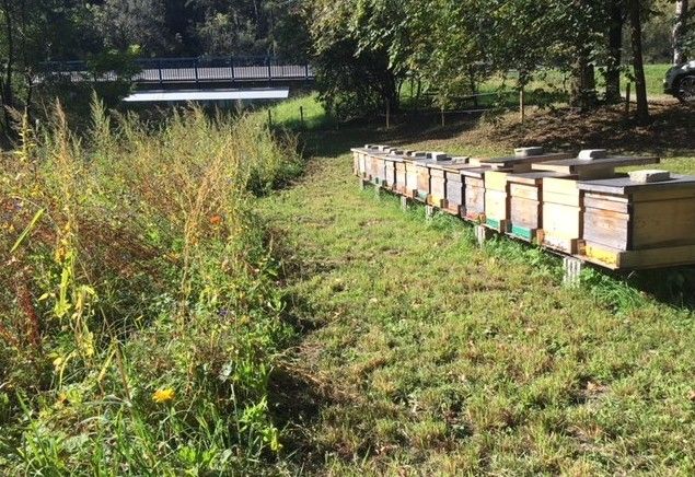 Bienenwiese sorgt f&uuml;r Lebensraum