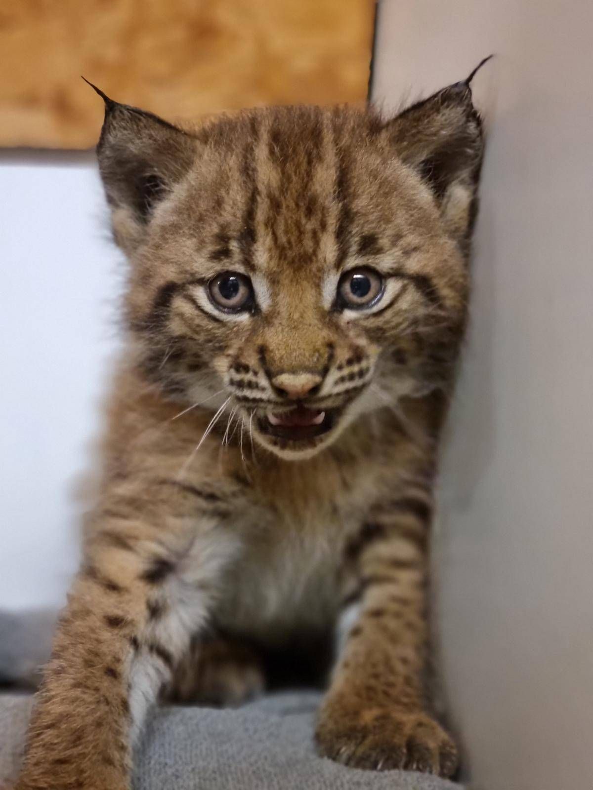 Foto: Wildpark Assling
