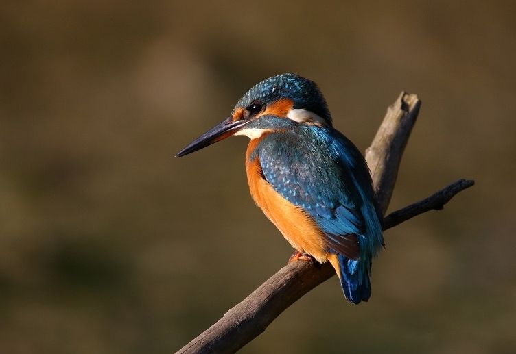 Ein &bdquo;Zuhause&ldquo; f&uuml;r Eisv&ouml;gel