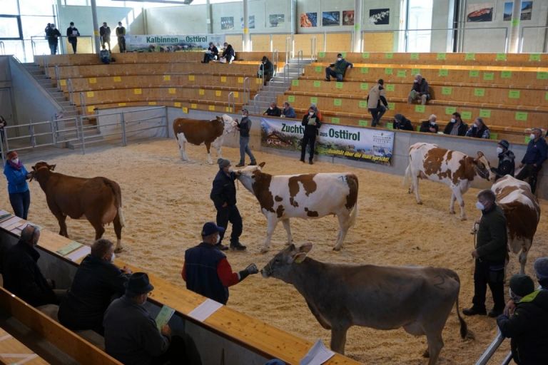 Zufriedenstellender Verlauf bei Zuchtvieh-Versteigerung