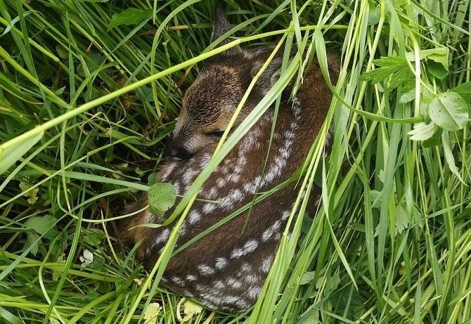 Jungtierzeit: Wie verhalte ich mich richtig?