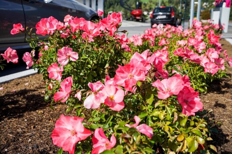 Lienz-Rosen begr&uuml;&szlig;en die Liebherr-Besucher