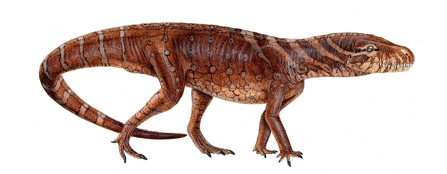 Rekonstruktion eines Carinthiasuchus - das rund 240 Millionen Jahre alte Urzeit-Reptil stammt aus der Trias und wurde bei Jadersdorf im Gitschtal gefunden.