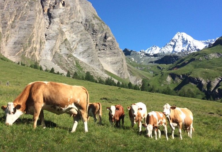 Keine generelle Regelung nach Kuhurteil