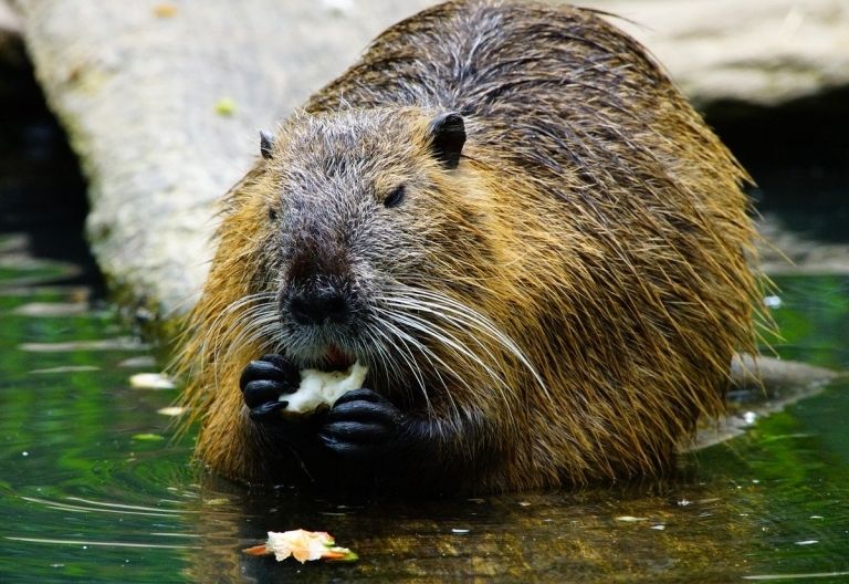 Rasanter Anstieg der Biber-Population