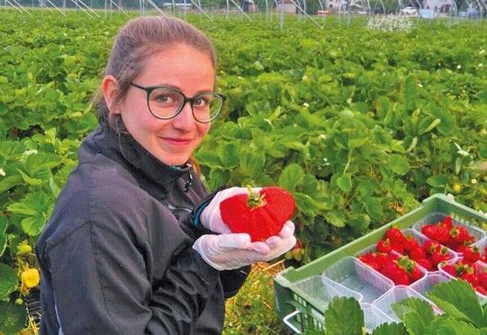 Erdbeerfelder &ouml;ffnen ihre T&uuml;ren 