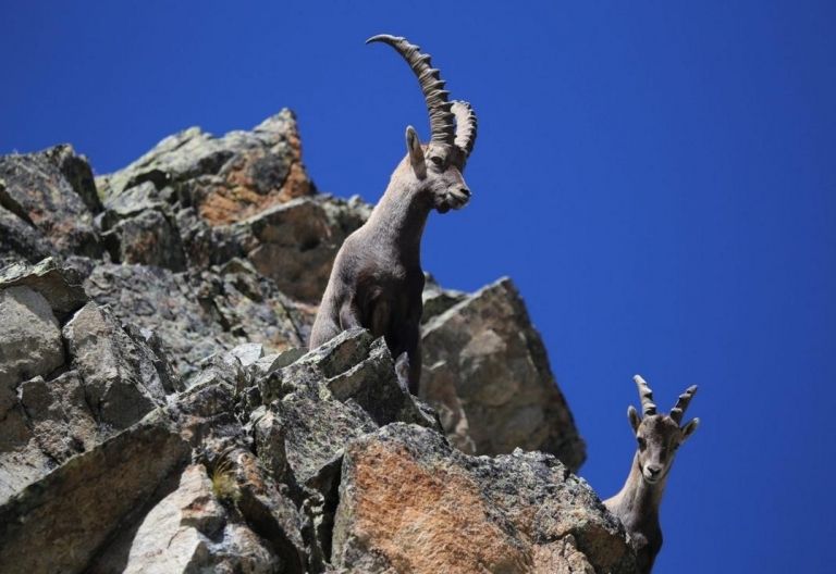 Mehr Steinwild in den Hohen Tauern