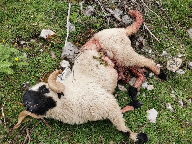 Nach Rissen trieben Bauern ihre Schafe wieder ab