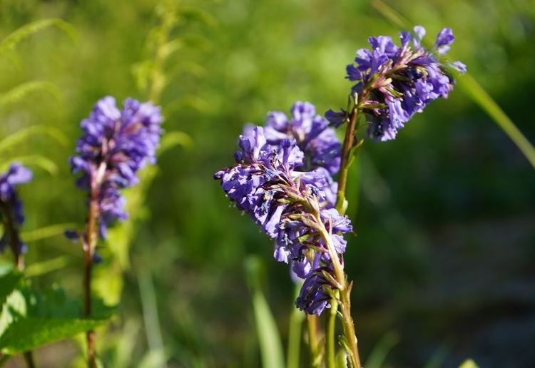 Die Wulfenia bl&uuml;ht
