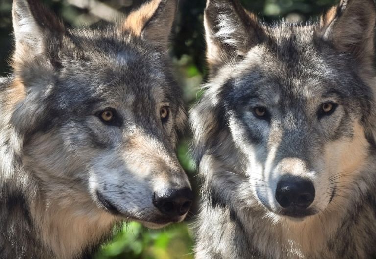 Gesetz f&uuml;r schnelleres Eingreifen gegen Schadw&ouml;lfe
