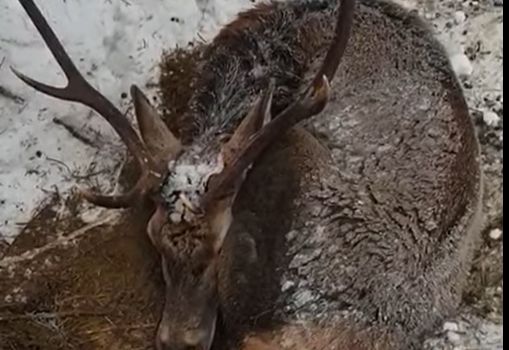 SPENDENAUFRUF f&uuml;r Wildf&uuml;tterung