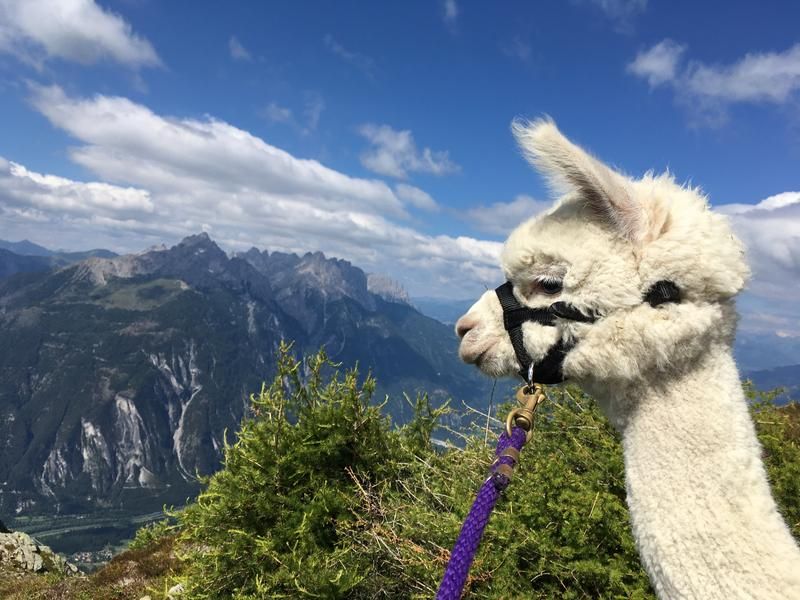 Mit den Tieren sind auch Wanderungen m&ouml;glich, wie hier auf der H&ouml;feralm oberhalb von Zwickenberg.