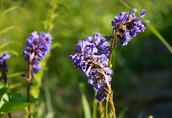Die Wulfenia bl&uuml;ht
