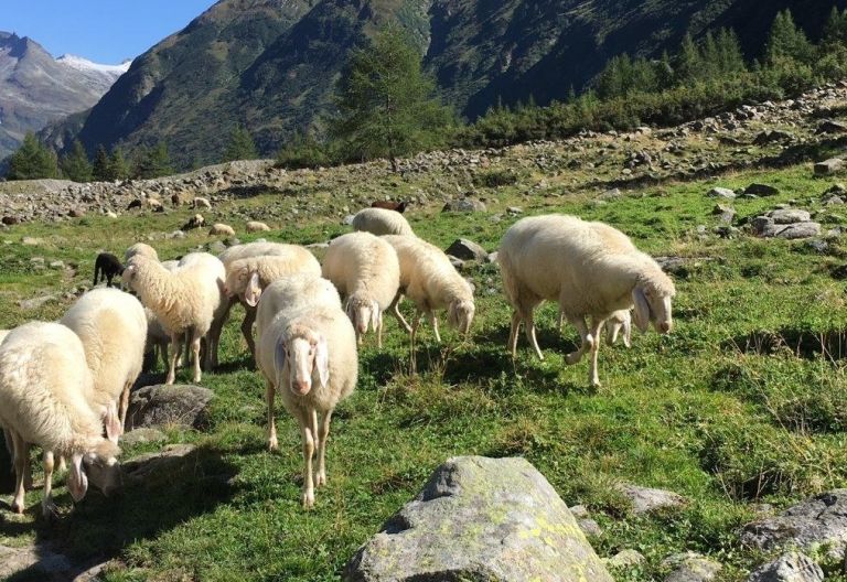 Kreuzer: &bdquo;Schnelle Beurteilung bei Verdacht auf Wolfsriss!&ldquo; 