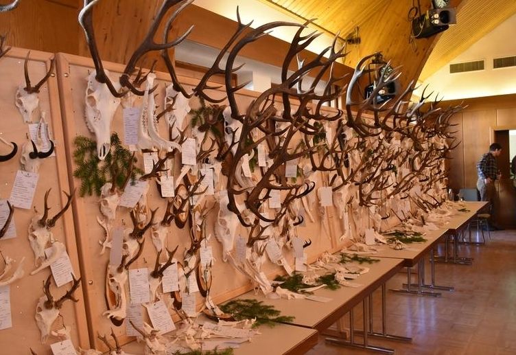 Erfolgreiche Hegeschau