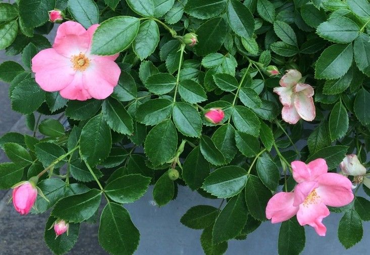Rosenmarkt &bdquo;Rosen in der Oberen Altstadt&ldquo;