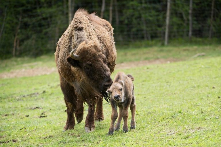 Wisent-Nachwuchs im Wildpark Assling