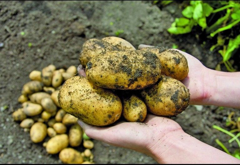 Warum man regional am besten saisonal genie&szlig;t