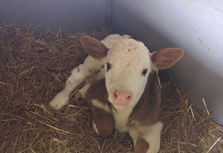 In der Landwirtschaft wird trotz Corona gearbeitet