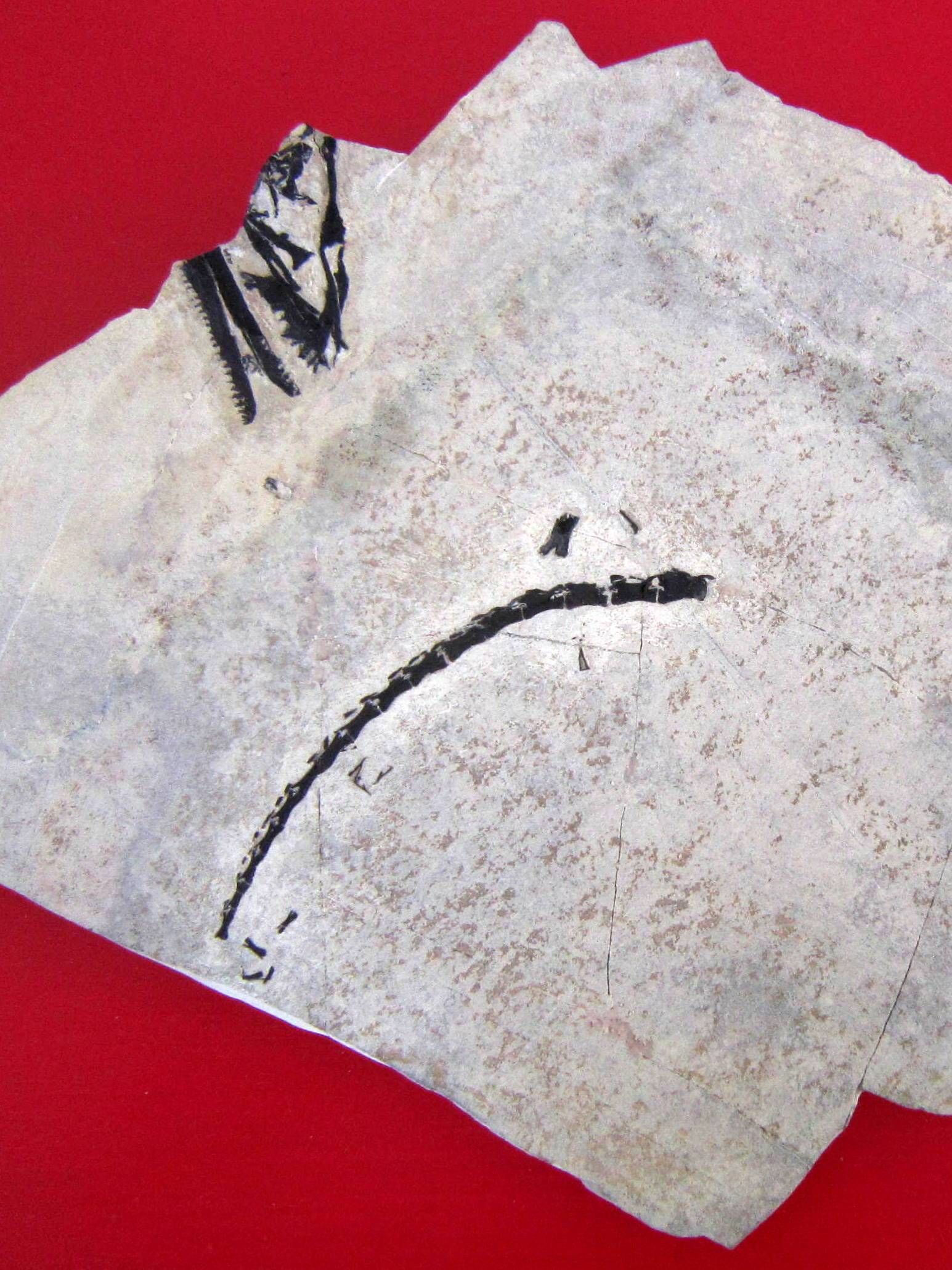 Carinthiasuchus kandutschi - die selten erhaltenen Fossilien umfassen Teile des Sch&auml;dels, des Schwanzes sowie Panzerschuppen