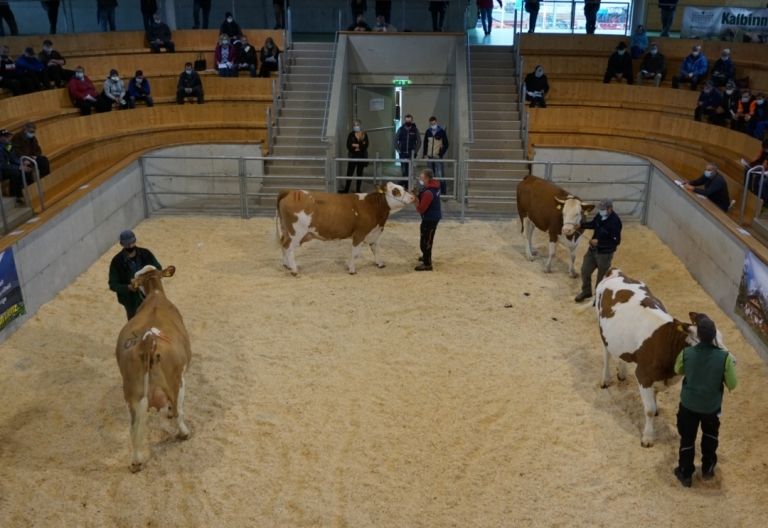 Guter Absatz bei vorletzter Zuchtversteigerung im Herbst